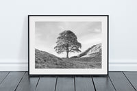 Sycamore Gap Tree - Northumberland - Black and White