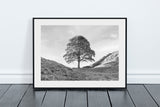 Sycamore Gap Tree - Northumberland - Black and White