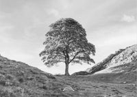 Sycamore Gap Tree - Northumberland - Black and White