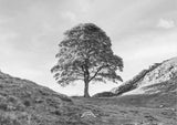 Sycamore Gap Tree - Northumberland - Black and White