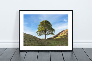 Sycamore Gap - Northumberland