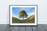 Sycamore Gap Tree