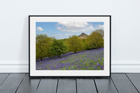 Roseberry Topping - Bluebells - North Yorkshire