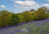 Roseberry Topping - Bluebells - North Yorkshire