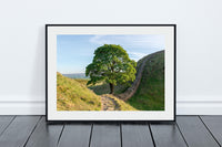 Sycamore Gap - Sycamore Tree - Northumberland