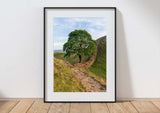 Sycamore Gap Tree - Hadrian's Wall - Stone Footpath - Northumberland