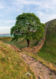 Sycamore Gap Tree - Hadrian's Wall - Stone Footpath - Northumberland