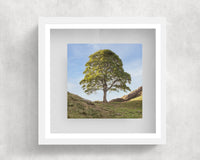 Sycamore Gap Tree Box Frame