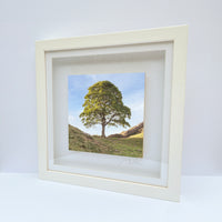 Sycamore Gap Tree Box Frame