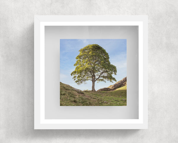 Sycamore Gap Tree Box Frame