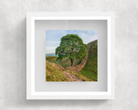 Sycamore Gap Tree and Hadrians Wall