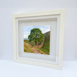 Sycamore Gap Tree and Hadrians Wall