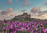 Bamburgh Castle Flower Field Print