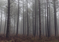 Misty Kielder Forest - Northumberland