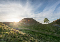 Sycamore Gap Tree on Hadrian's Wall in Northumberland - North East Captures