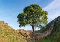 Sycamore Gap and Hadrian's Wall near Crag Lough in Northumberland. - North East Captures